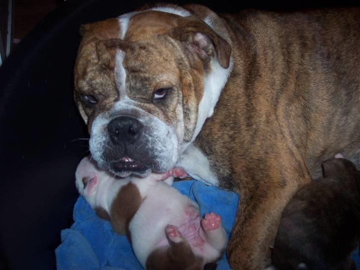 Engelsk bulldog Holly - Min smukke Holly og hendes hvalp Basse billede 1