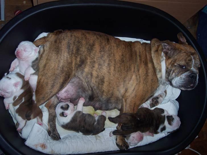 Engelsk bulldog Holly - Holly bog hendes 5 babies billede 2