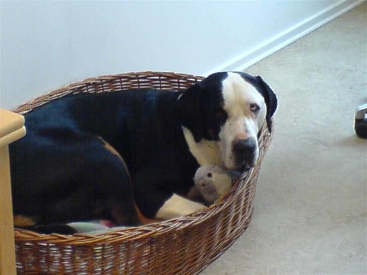 Grosser schweizer sennenhund Freja billede 2