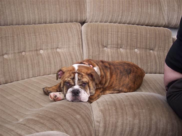 Engelsk bulldog Holly - Hende som hvalp billede 3