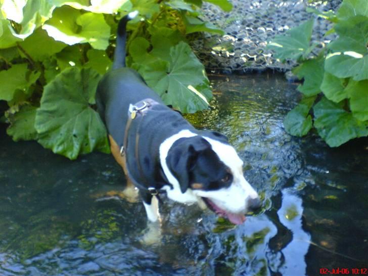 Grosser schweizer sennenhund Freja billede 4