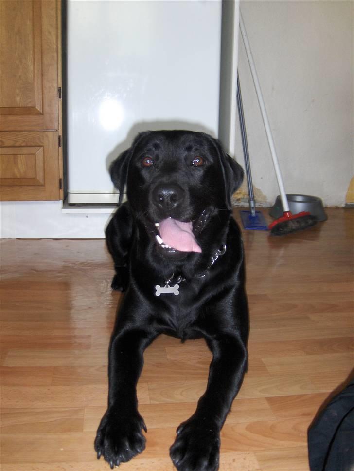 Labrador retriever Bamse r.i.p :"( savnet billede 4