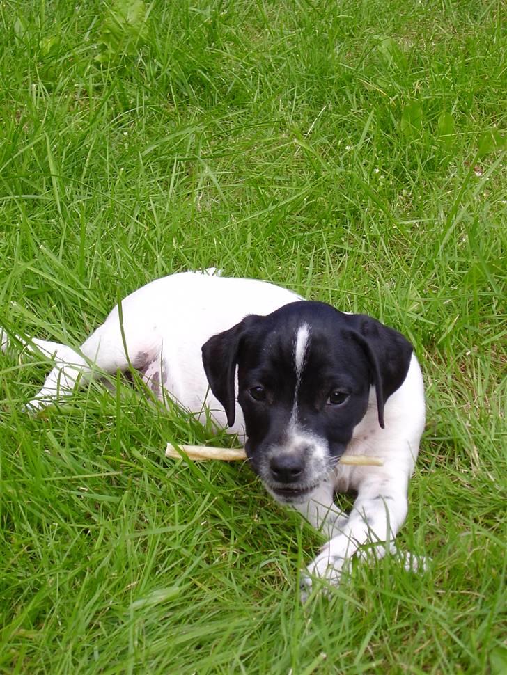 Dansk svensk gaardhund mickey - der var han hvalp billede 1