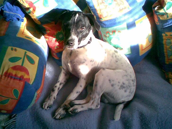 Dansk svensk gaardhund mickey billede 2