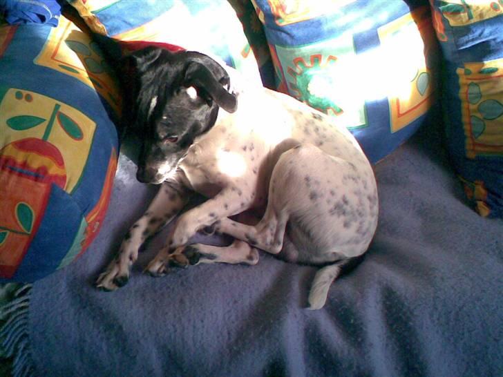 Dansk svensk gaardhund mickey billede 3