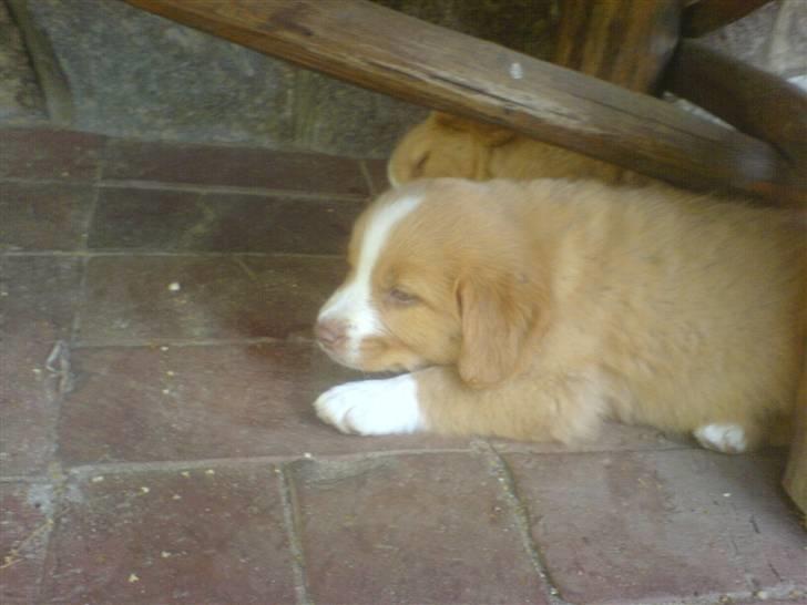 Nova scotia duck tolling retriever Linux - Sovene hund billede 1