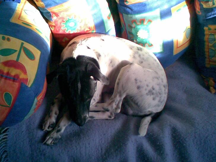 Dansk svensk gaardhund mickey billede 4