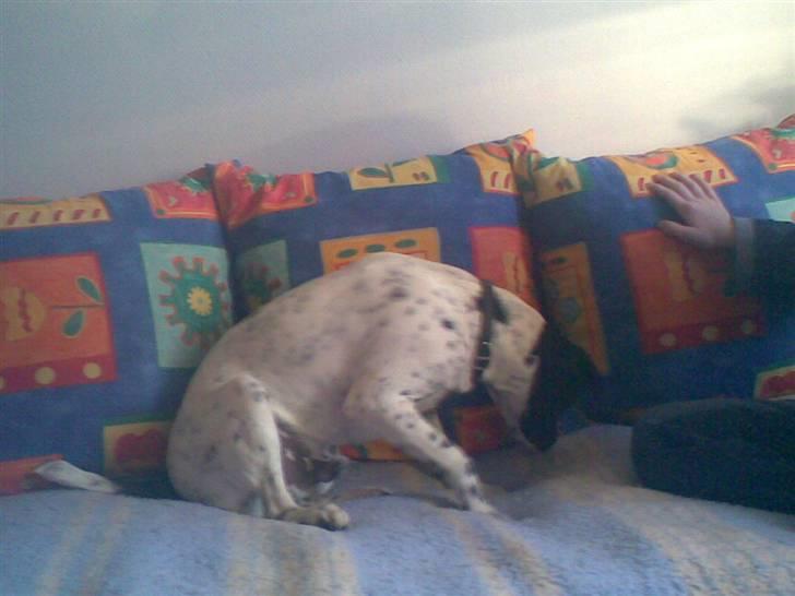 Dansk svensk gaardhund mickey billede 5