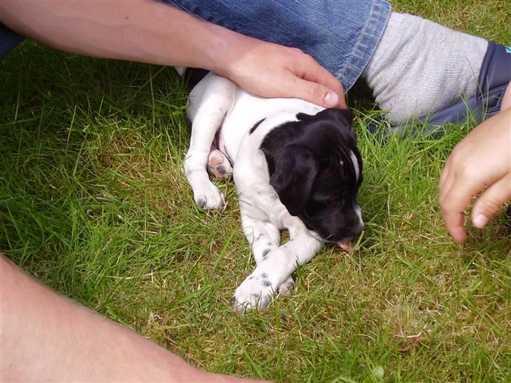 Dansk svensk gaardhund mickey - der var han hvalp billede 6