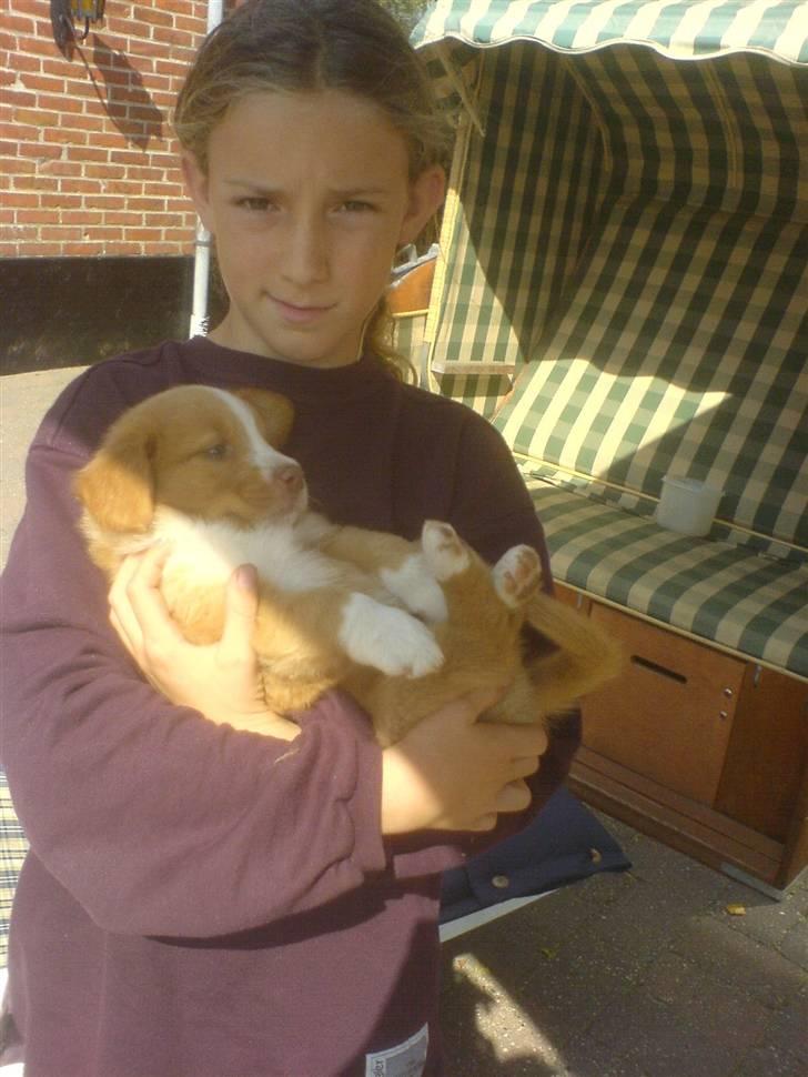 Nova scotia duck tolling retriever Linux - Trykt i storebrors Arme billede 2