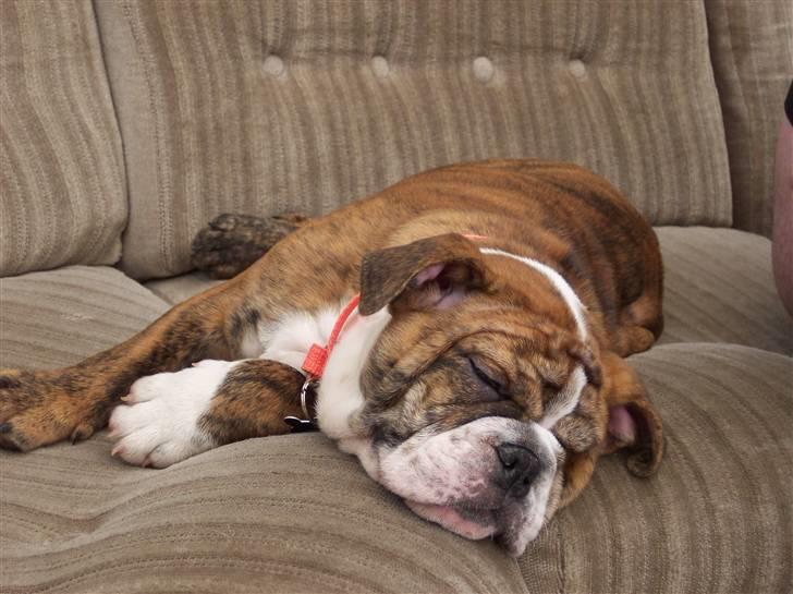 Engelsk bulldog Holly - endnu et hvalpe billede billede 4