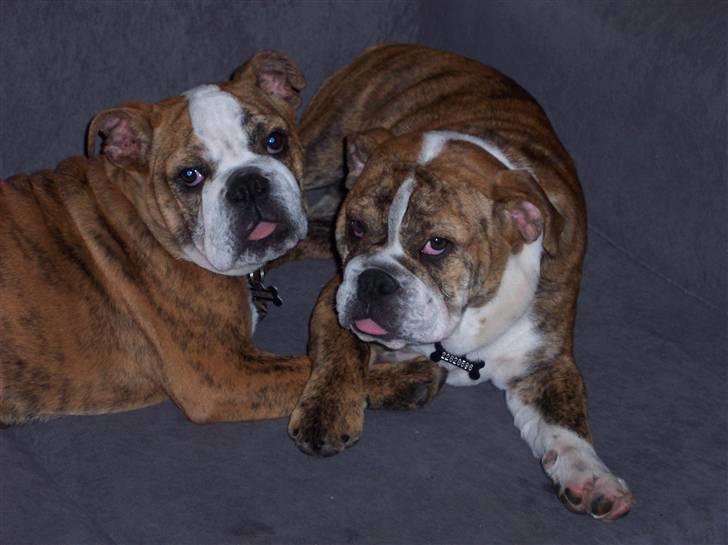 Engelsk bulldog Holly - smukke holly og skønne tøsen som hvalpe billede 5