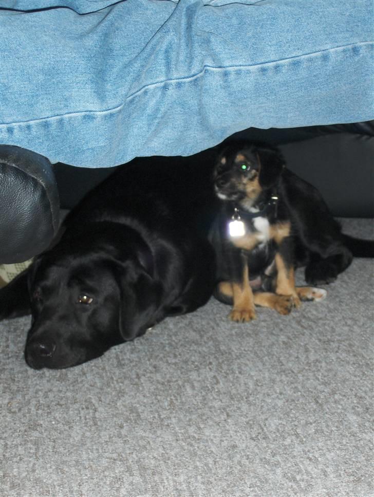 Labrador retriever Bamse r.i.p :"( savnet - her er min dejlige hund, med vores lille Ribe hund!  billede 5