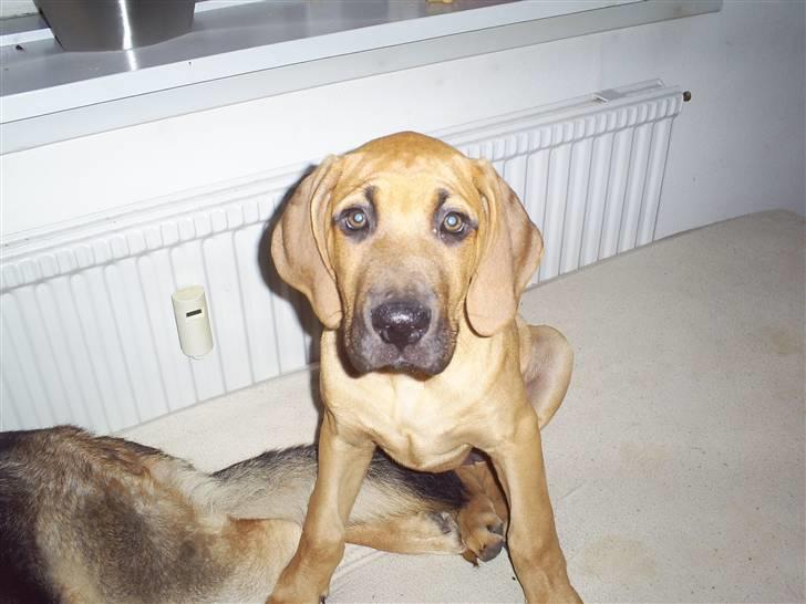 Blanding af racer Luna.. billede 1