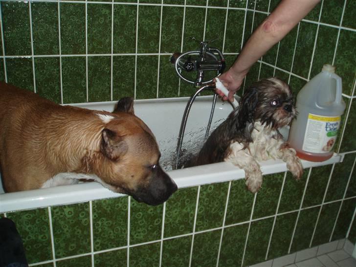 Amerikansk staffordshire terrier Charlie billede 13