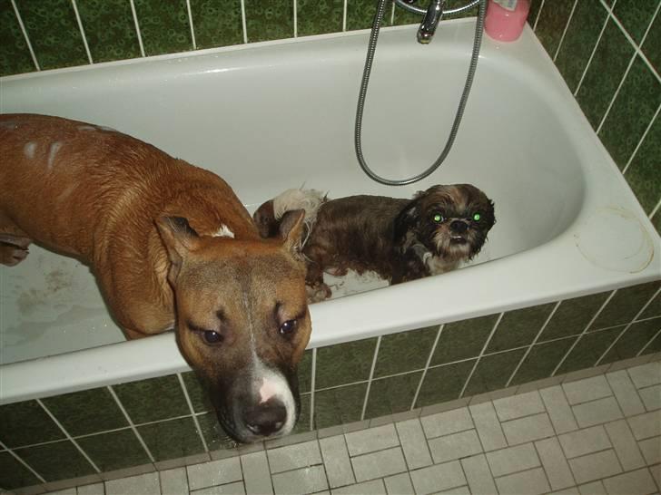 Amerikansk staffordshire terrier Charlie billede 14