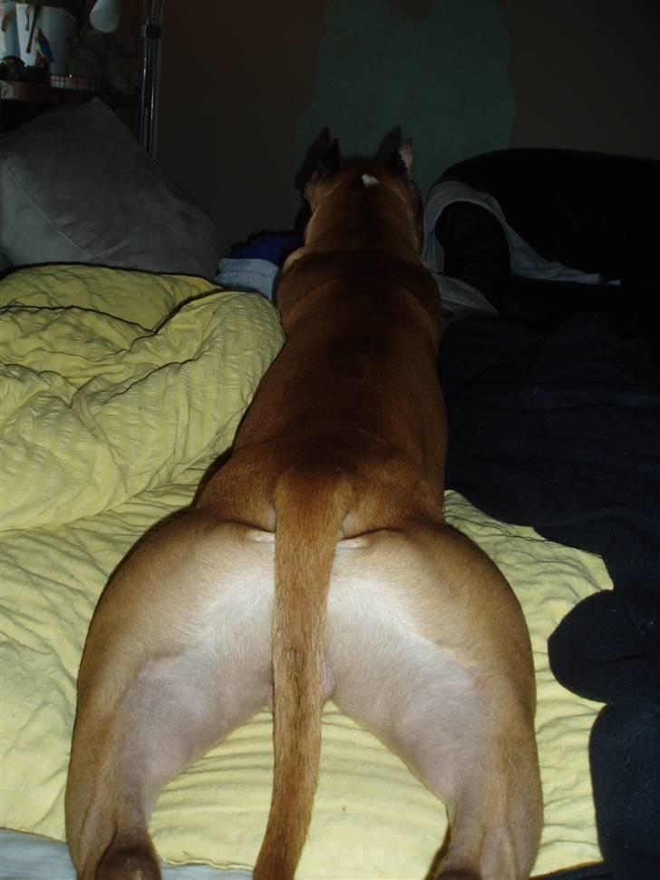 Amerikansk staffordshire terrier Charlie billede 15