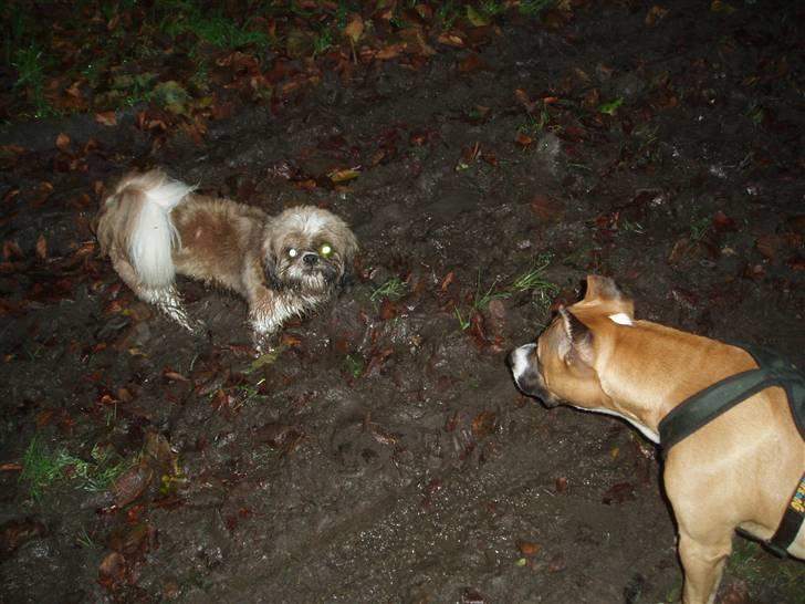 Amerikansk staffordshire terrier Charlie billede 16