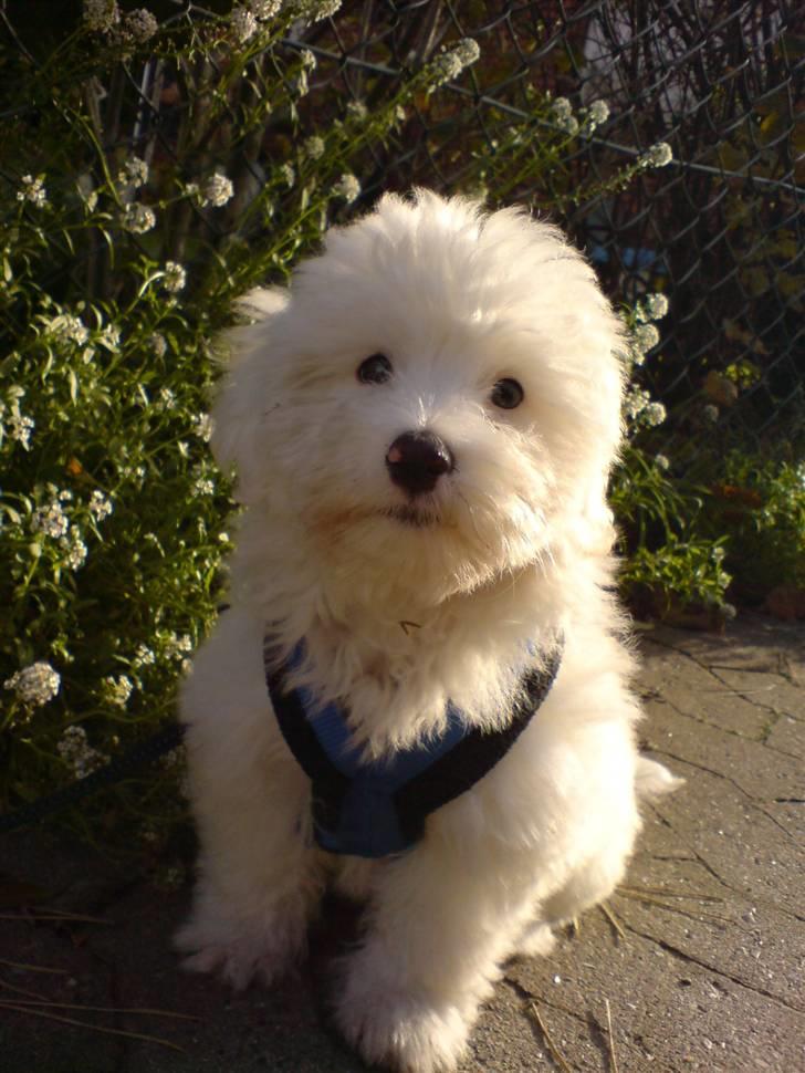 Coton de tulear Casmo - HVad har ikke gjort  noget  billede 11