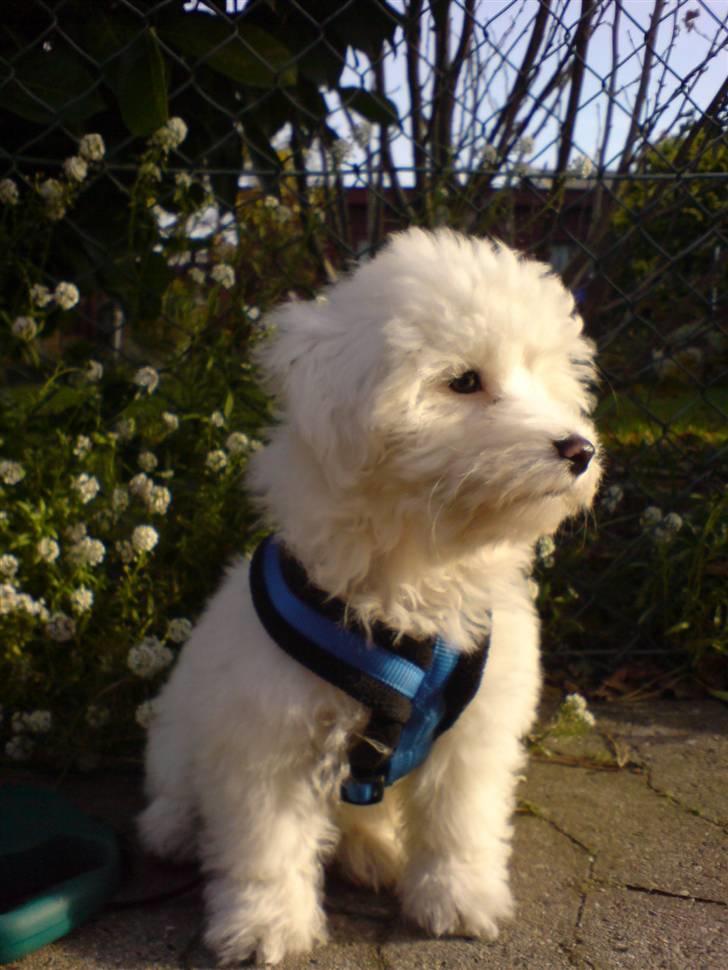 Coton de tulear Casmo - dejligt med frisk luft billede 12