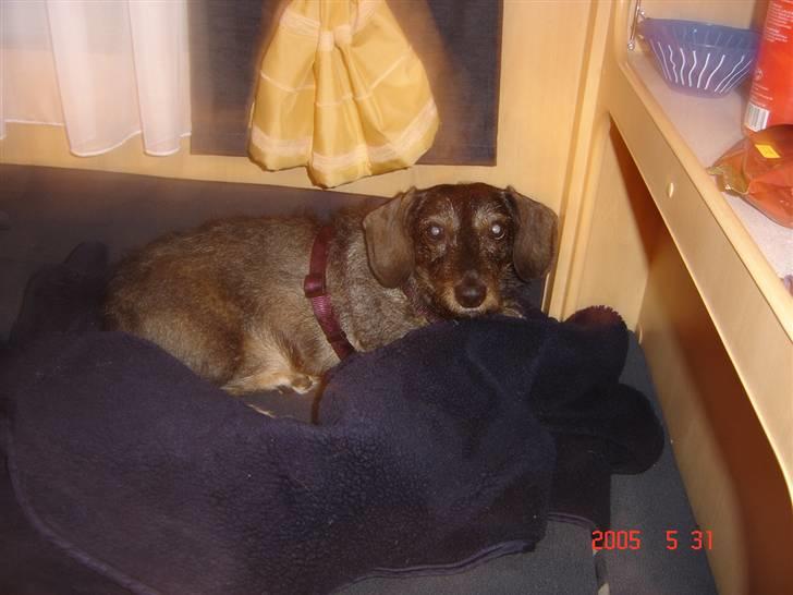 Gravhund Bitten  Aflivet :'(  billede 1