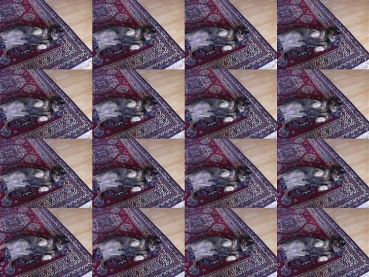 Gravhund Bitten  Aflivet :'(  billede 2