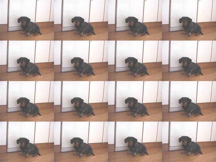 Gravhund Bitten  Aflivet :'(  billede 3