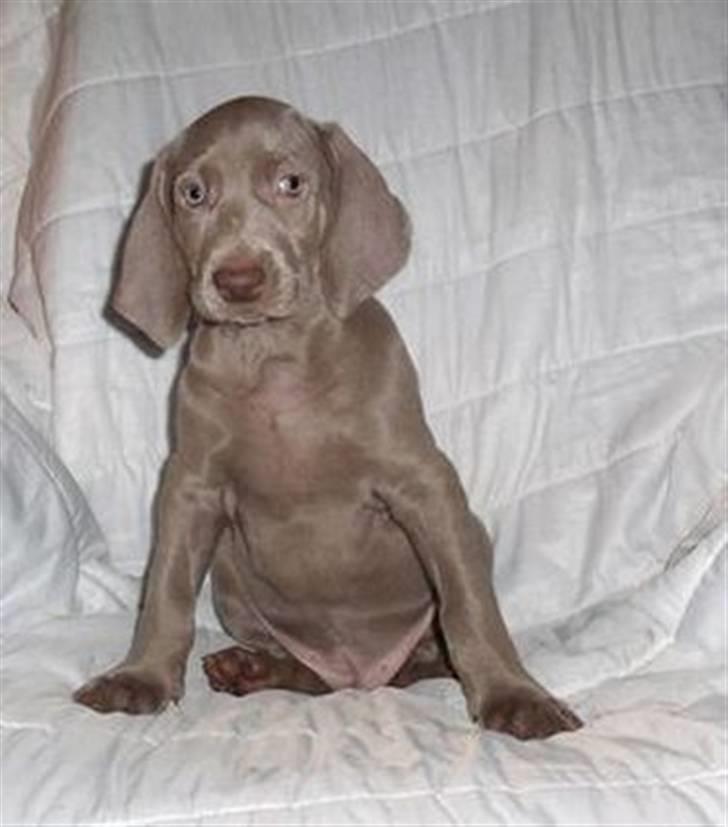 Weimaraner Baghera - 18/11.07 Smukke pige... billede 4