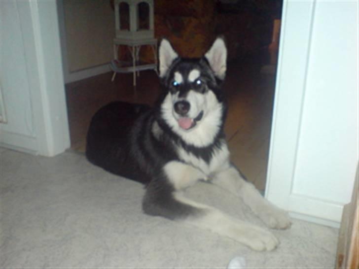 Alaskan malamute shiba billede 6