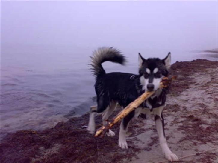 Alaskan malamute shiba billede 7