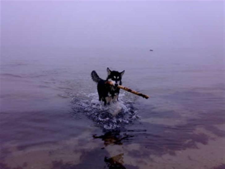 Alaskan malamute shiba billede 8