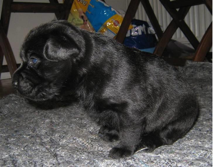 Labrador retriever Bella - Er jeg ikke sød. 2 uger og 2 dage gammel. billede 1