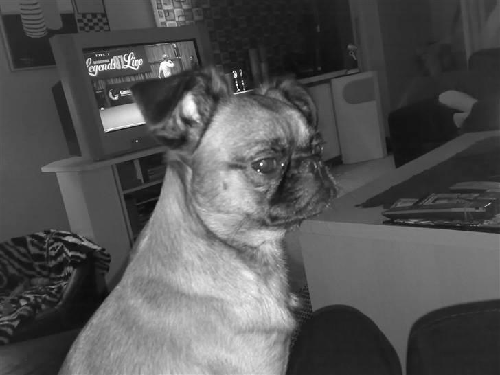 Griffon petit brabancon Kenzo billede 19