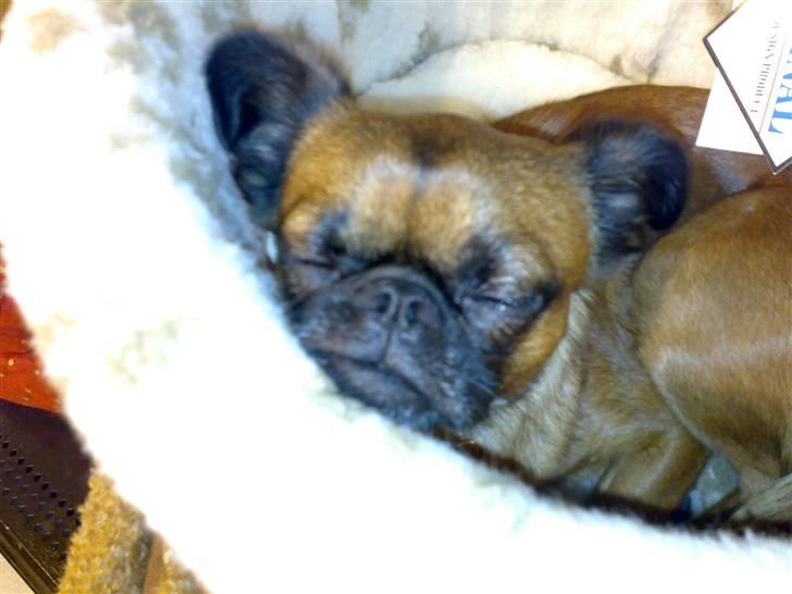 Griffon petit brabancon Kenzo billede 20