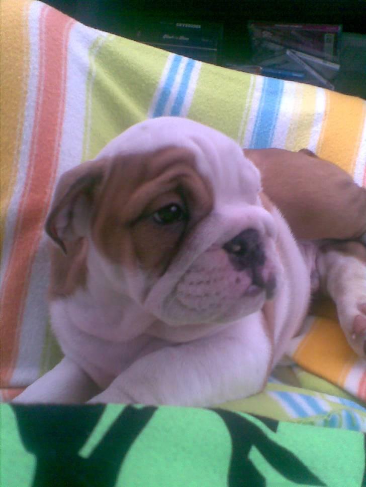 Engelsk bulldog Silas R.I.P billede 2