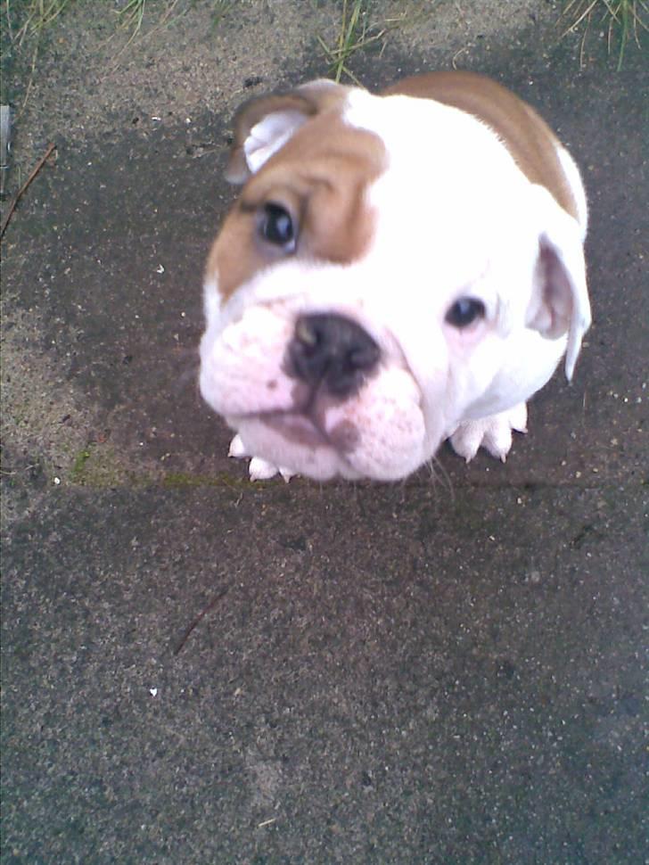 Engelsk bulldog Silas R.I.P billede 3