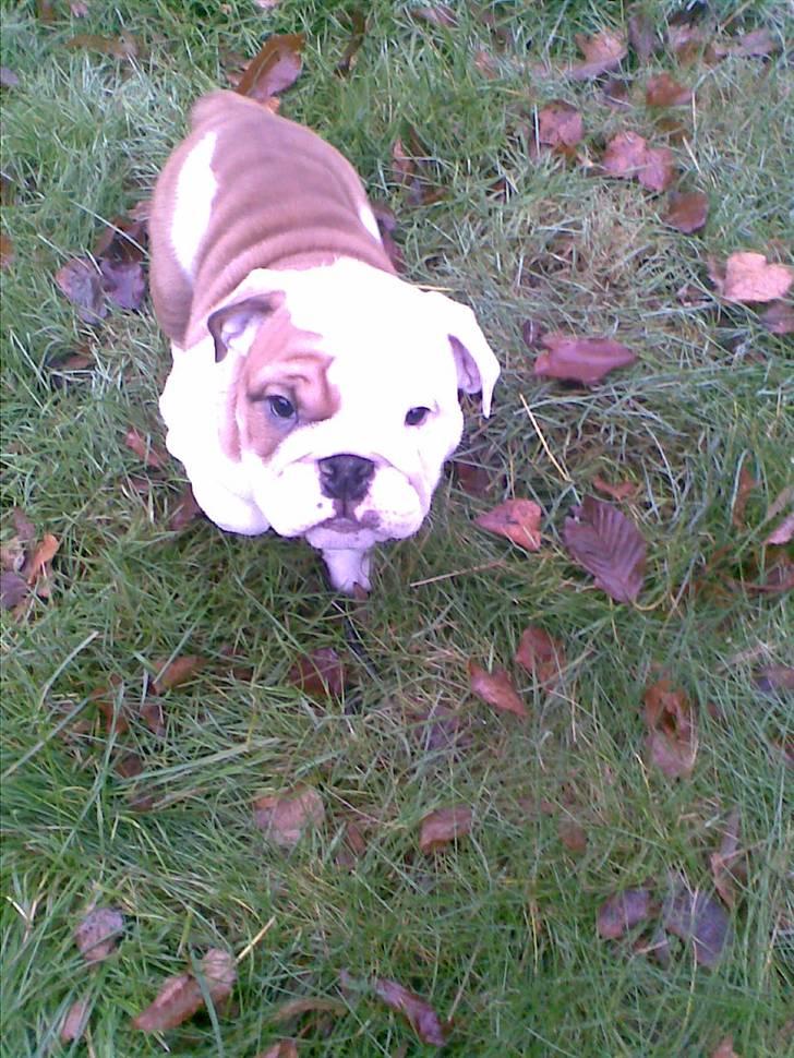Engelsk bulldog Silas R.I.P billede 4