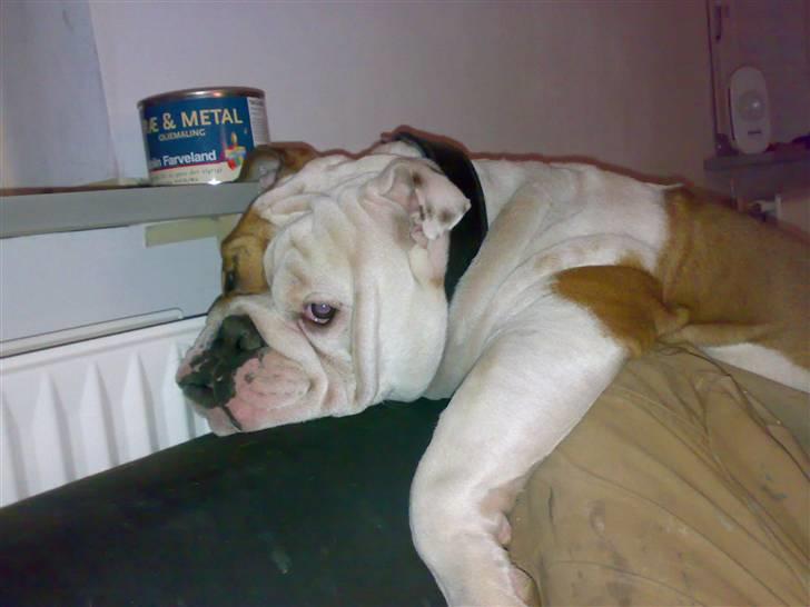 Engelsk bulldog Silas R.I.P billede 5