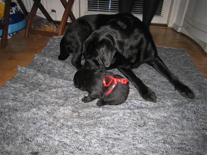 Labrador retriever Bella - Min mor og mig. billede 2