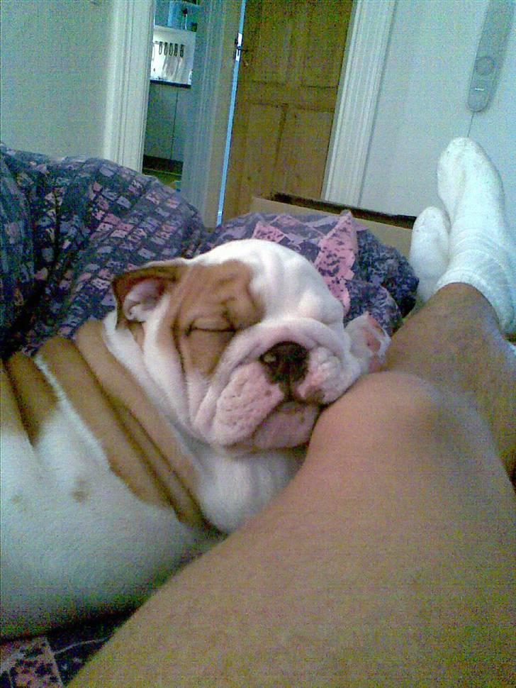Engelsk bulldog Silas R.I.P billede 6