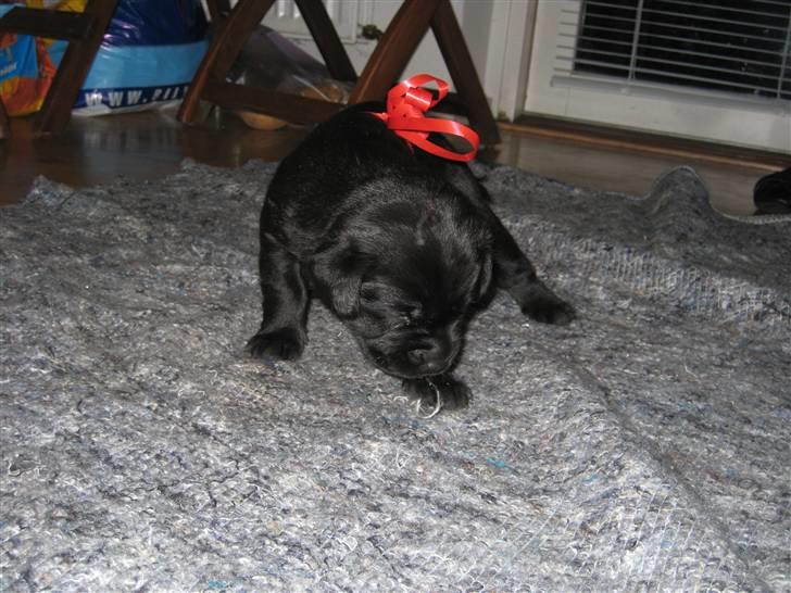 Labrador retriever Bella - Blev lige pyntet, da der skulle tages billede. billede 3