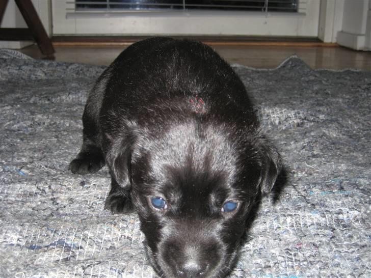 Labrador retriever Bella - Ja ja jeg er på vej. billede 4