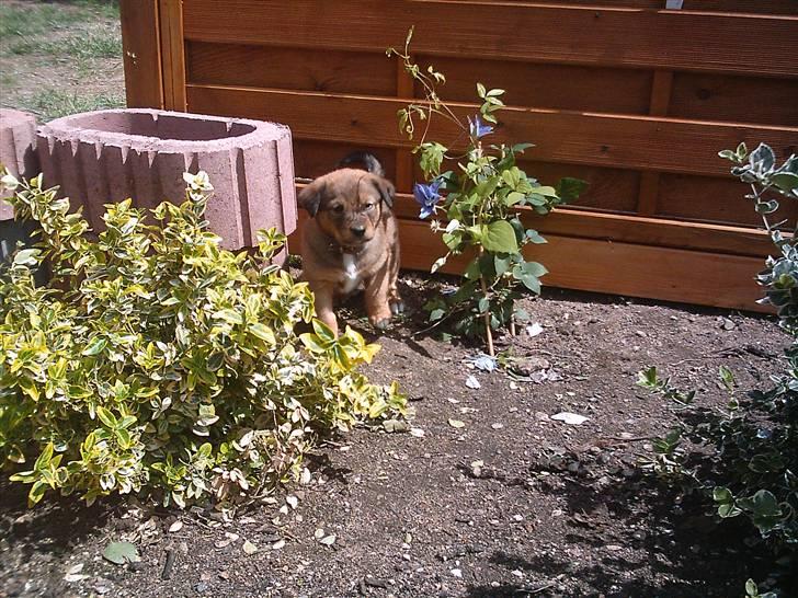 Blanding af racer Balou billede 1