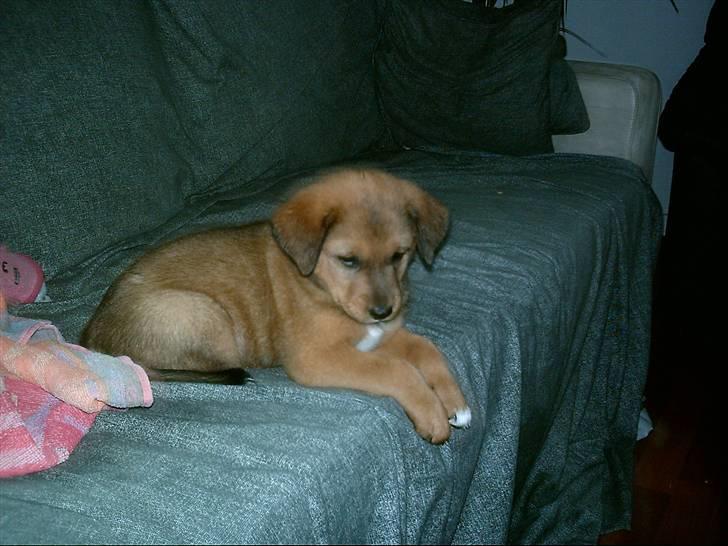 Blanding af racer Balou billede 2