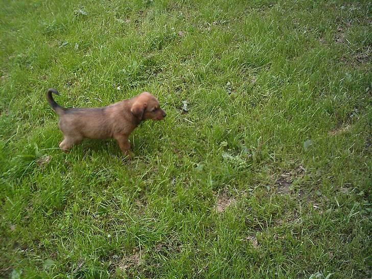 Blanding af racer Balou billede 3