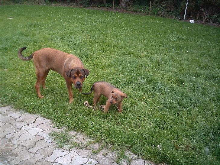 Blanding af racer Balou billede 4