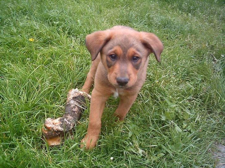 Blanding af racer Balou billede 5