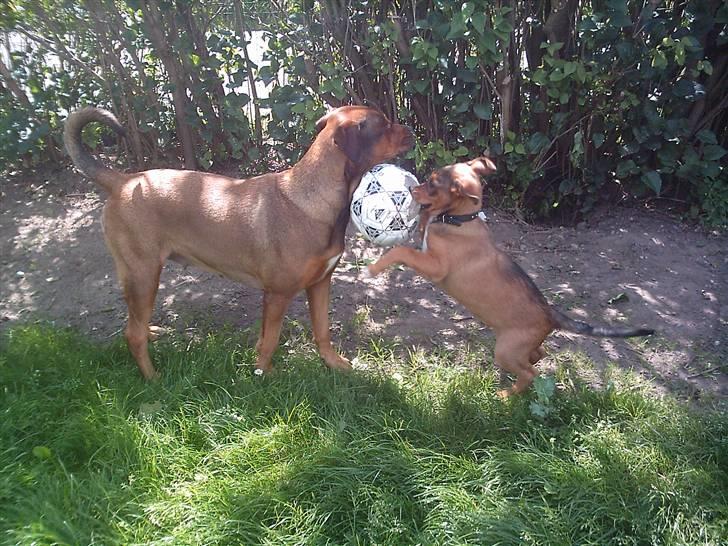 Blanding af racer Balou billede 6