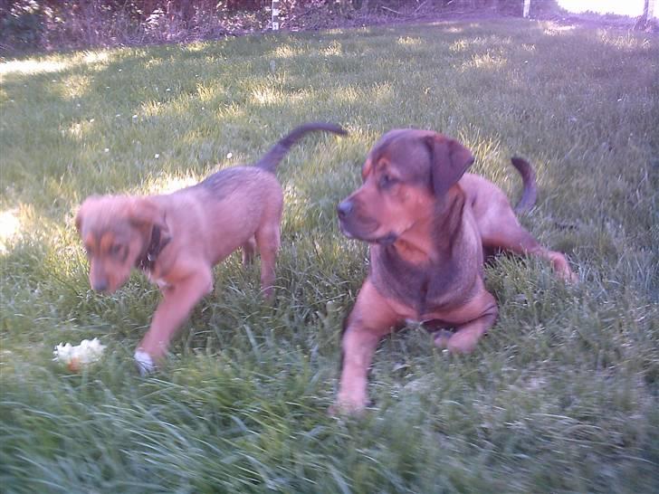 Blanding af racer Balou billede 7