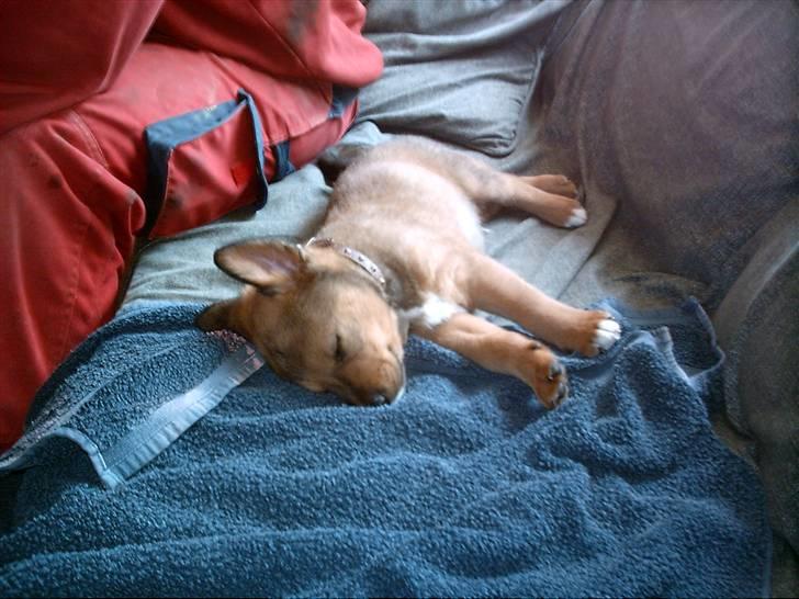 Blanding af racer Balou billede 8